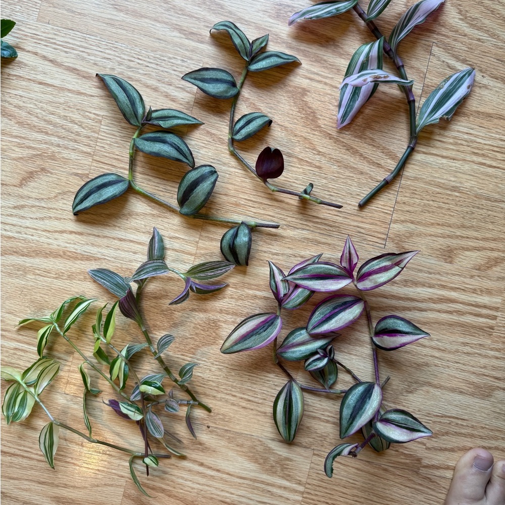 Plant Cuttings - Picture 7 of 8